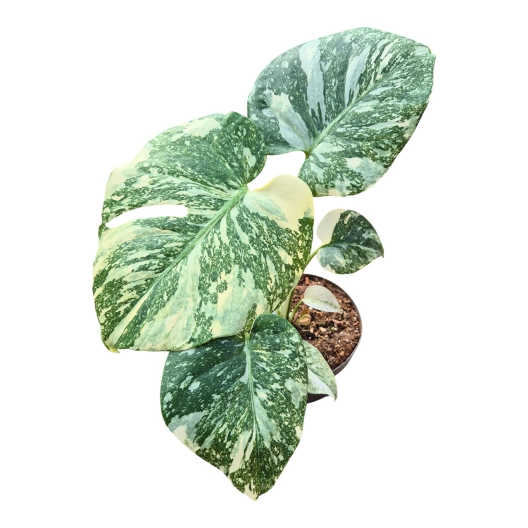 monstera thai constellation creme brulee.webp