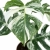 monstera variegata.webp