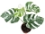 monstera variegata.webp