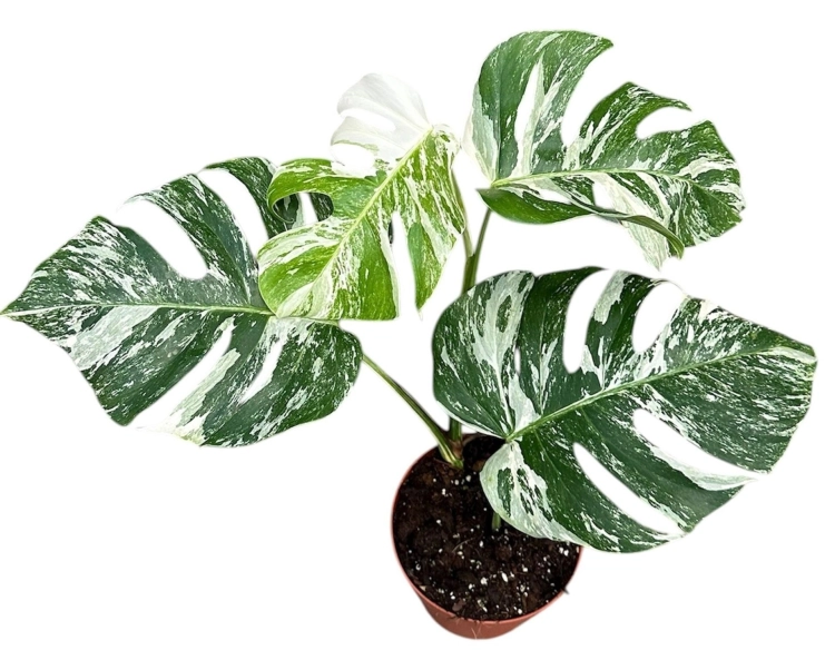 monstera variegata.webp