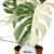 monstera variegata super white.webp