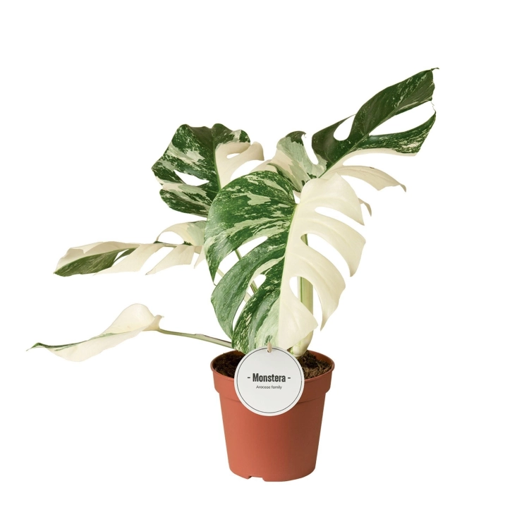 monstera variegata super white.webp