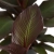 bananowiec czerwony.webp