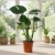 monstera deliciosa.webp