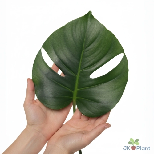 monstera deliciosa.webp