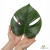 monstera deliciosa.webp