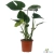 monstera deliciosa.webp