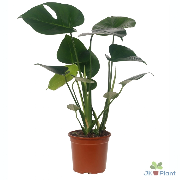monstera deliciosa.webp
