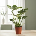 monstera deliciosa.webp