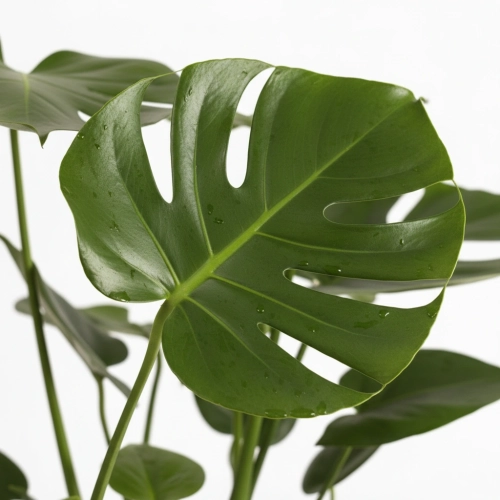 monstera deliciosa.webp