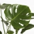 monstera deliciosa.webp