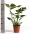monstera deliciosa.webp