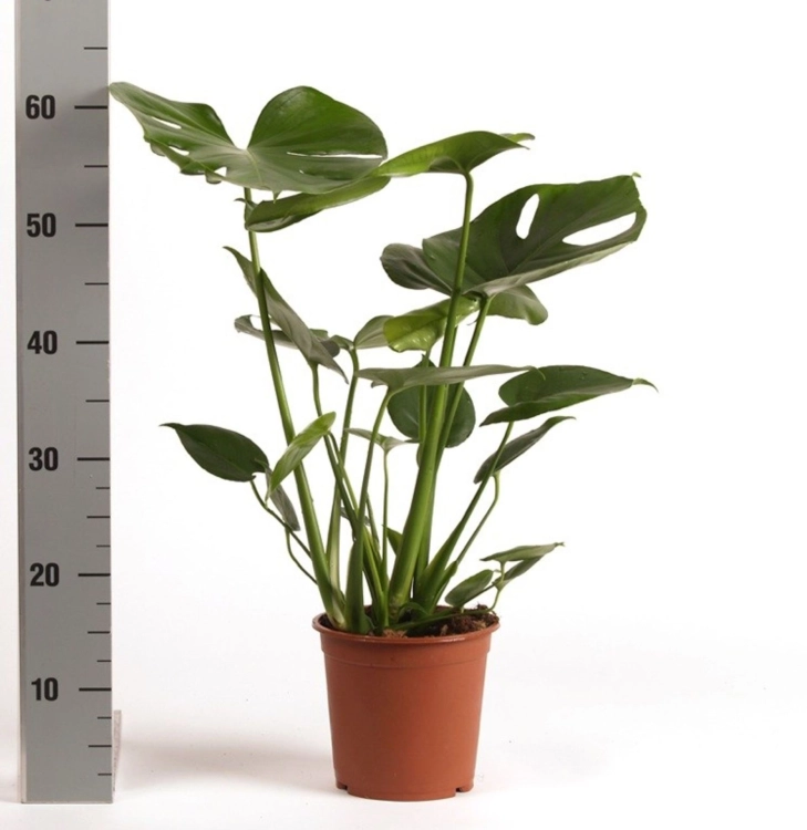 monstera deliciosa.webp