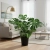 monstera deliciosa.webp