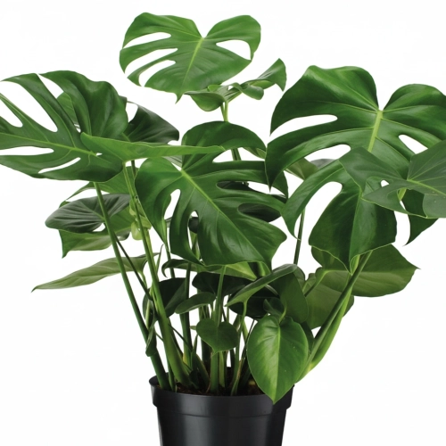 monstera deliciosa.webp
