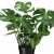 monstera deliciosa.webp