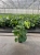 monstera deliciosa.webp