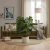 monstera deliciosa.webp