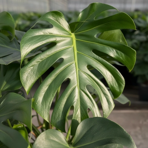 monstera deliciosa.webp