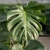 monstera deliciosa.webp