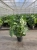 monstera deliciosa.webp
