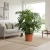 monstera deliciosa.webp