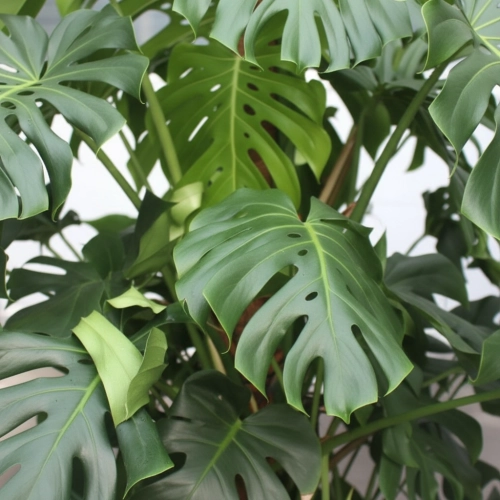 monstera deliciosa.webp
