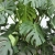 monstera deliciosa.webp