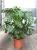 monstera deliciosa.webp