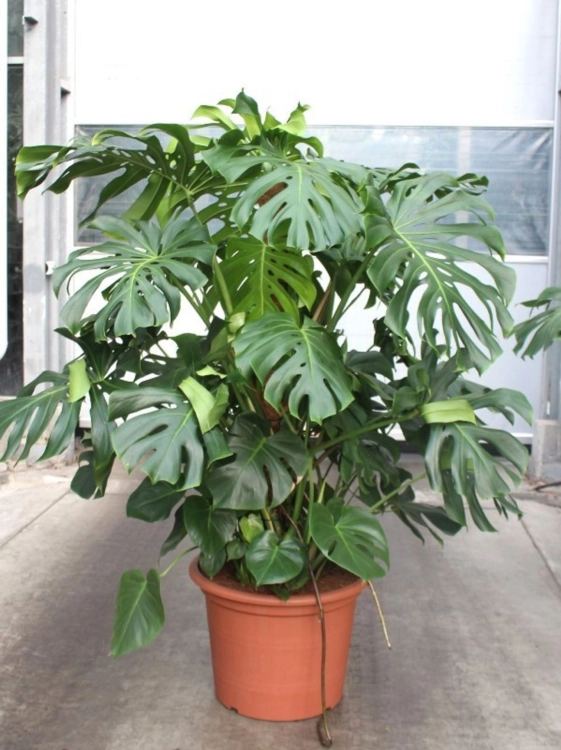 monstera deliciosa.webp