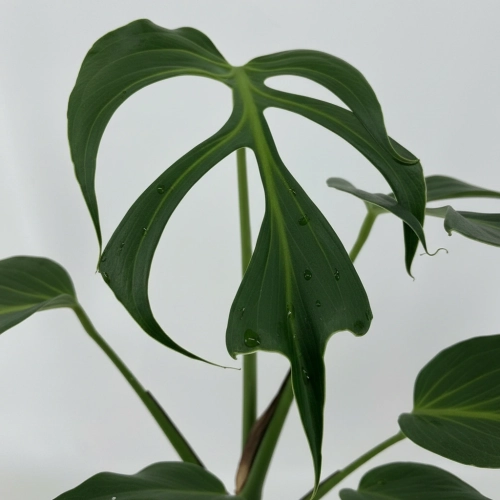 monstera burle marx flame.webp