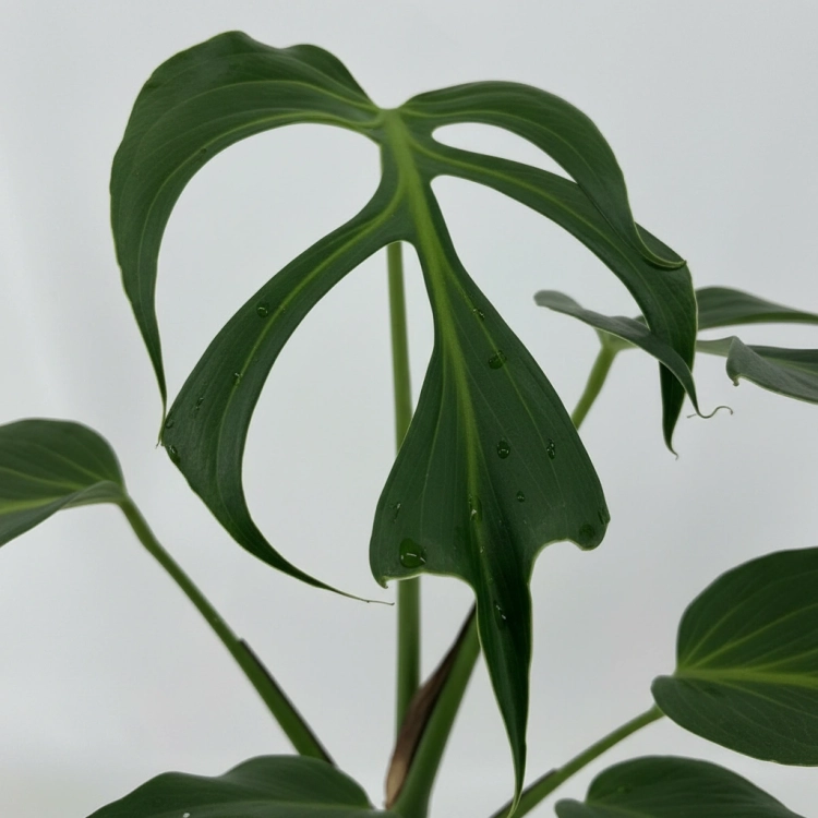 monstera burle marx flame.webp