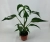 monstera burle marx flame.webp