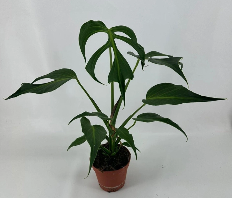 monstera burle marx flame.webp