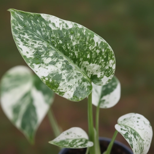 monstera variegata mint.webp