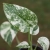 monstera variegata mint.webp