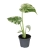 monstera variegata mint.webp