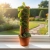 monstera dubia.webp