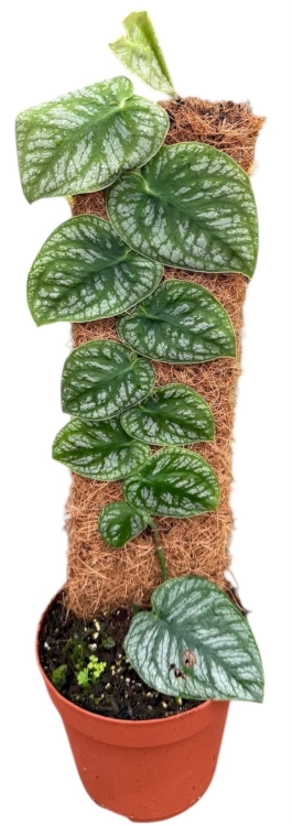 monstera dubia.webp