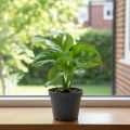 monstera monkey mask.webp