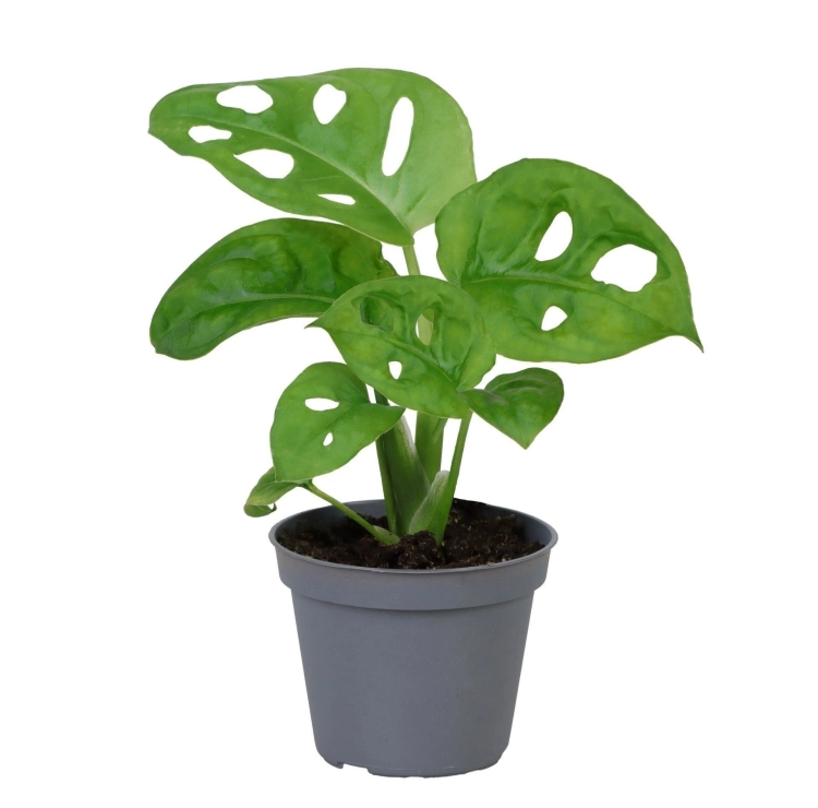 monstera monkey mask.webp