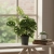 monstera monkey mask.webp