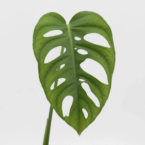 monstera monkey mask.webp