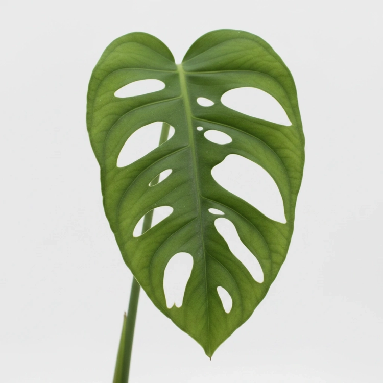 monstera monkey mask.webp