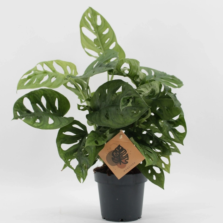 monstera monkey mask.webp