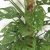monstera monkey mask.webp
