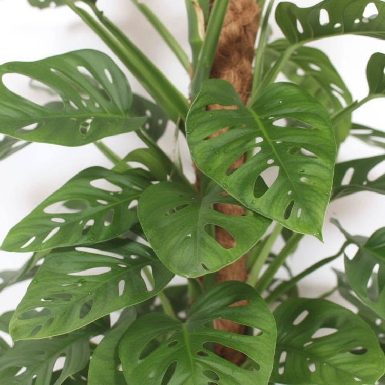 monstera monkey mask.webp