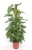 monstera monkey mask.webp