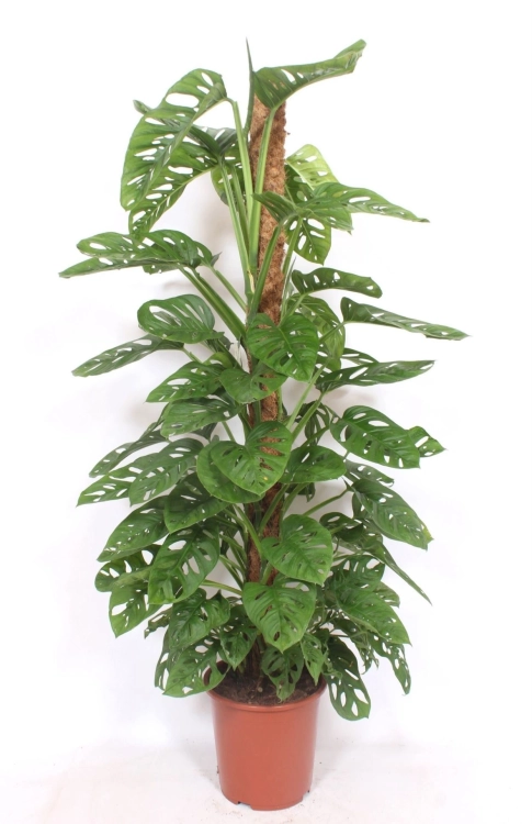 monstera monkey mask.webp