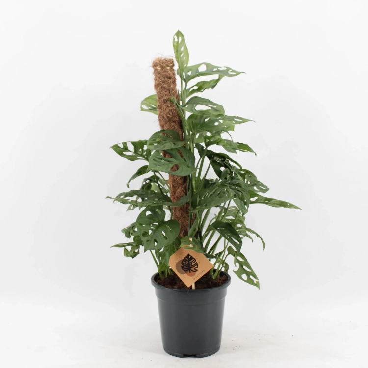 monstera monkey mask.webp